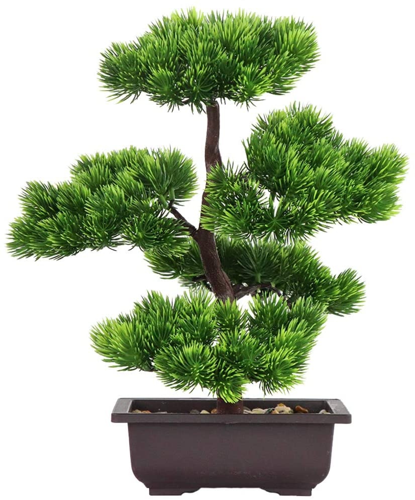 Japanese Garden Bonsai - Ev Dekorasyonu için Japon Çamı Bonsai