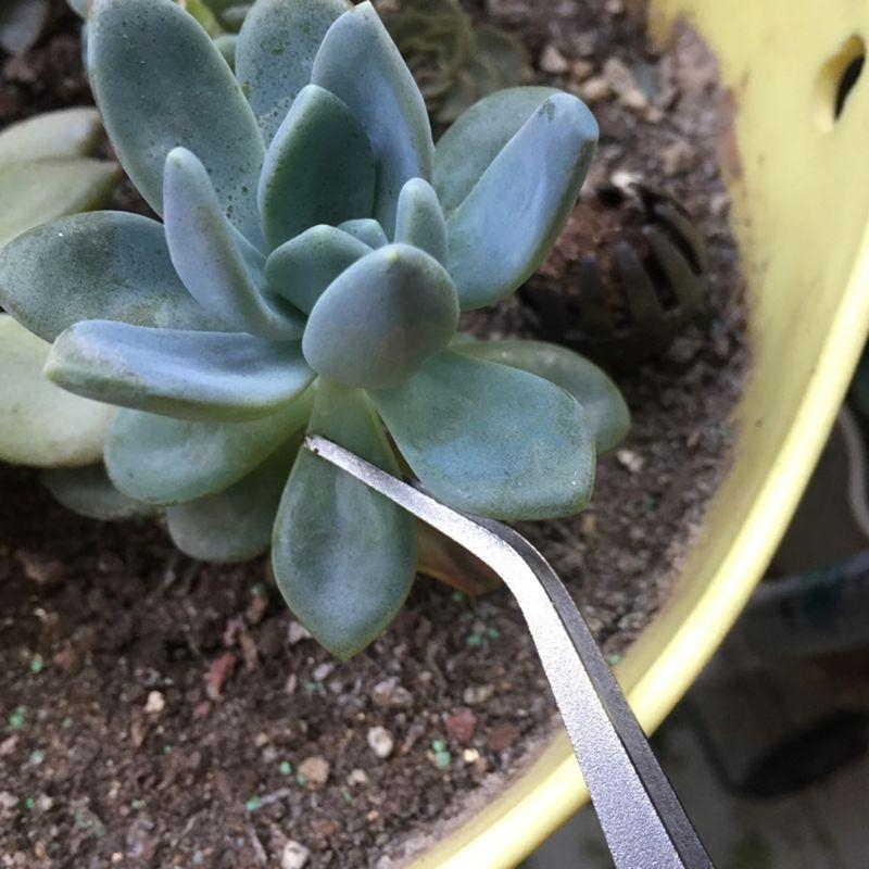 D8KF Bahçe Bonsai Tırmık Pasla - Bonsai Garden Shop incelemesi ve fiyatı