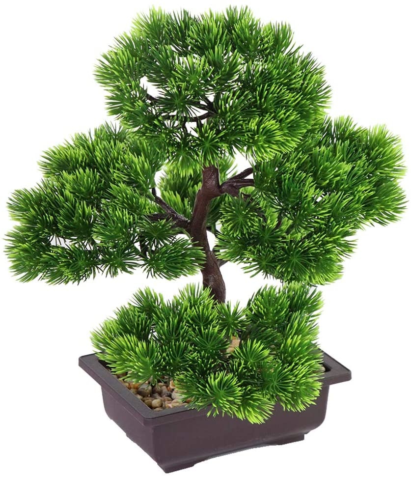 Ev Dekorasyonu için Japon Çamı - Japanese Garden Bonsai incelemesi ve fiyatı