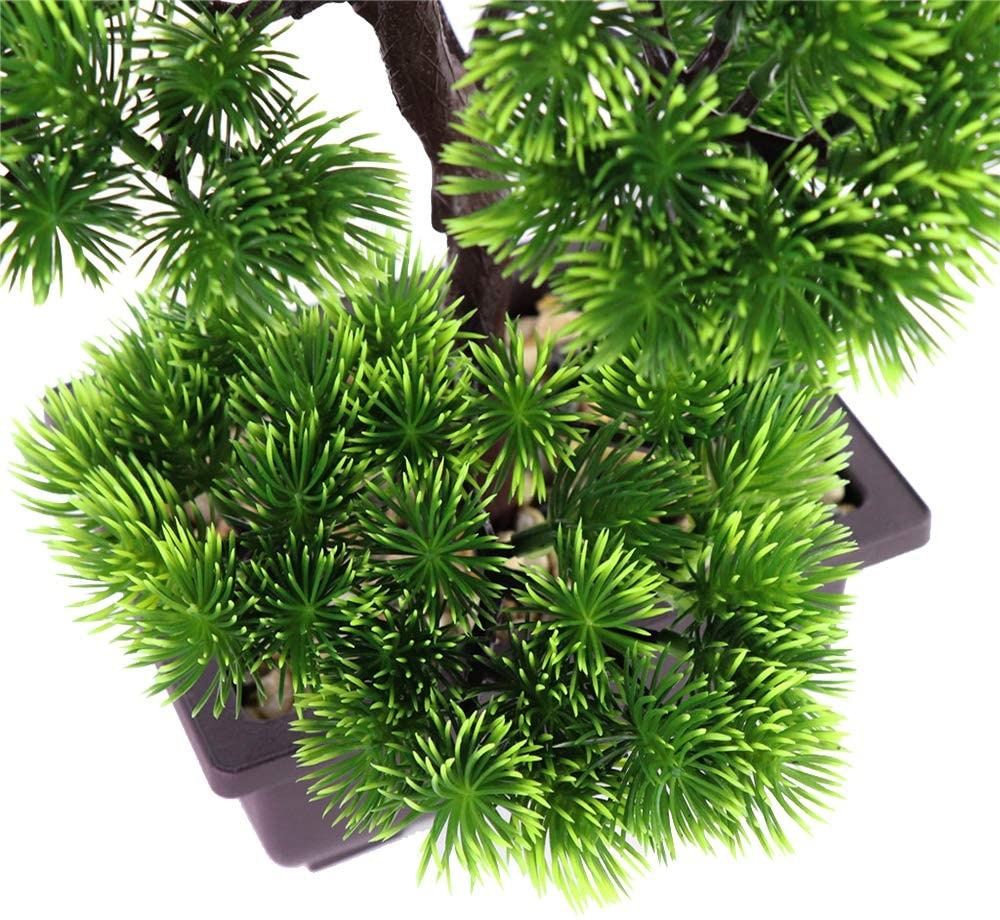 Ev Dekorasyonu için Japon Çamı - Japanese Garden Bonsai incelemesi ve fiyatı