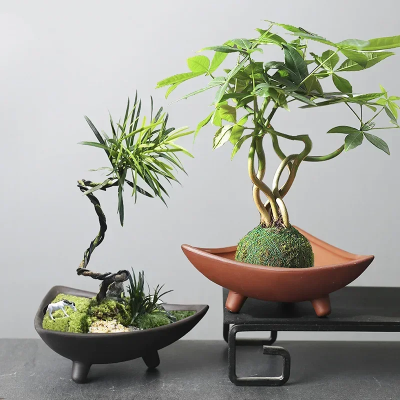 Bambu kapalı mikro peyzaj bitk - Japanese Garden Bonsai incelemesi ve fiyatı
